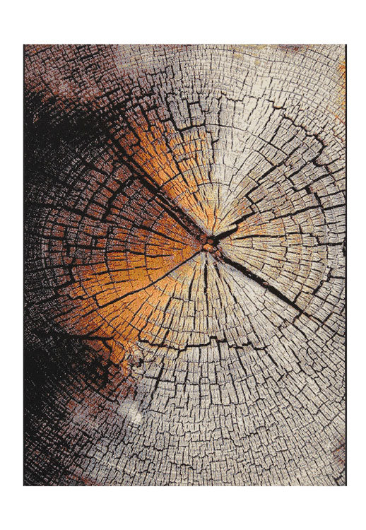TERRA NOVA  WOOD